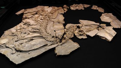 Stegosaurier am Nordpol, buddelnde Panzerechsen und gigantisch-mikroskopische Puzzles