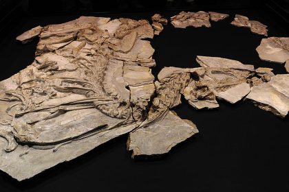 Stegosaurier am Nordpol, buddelnde Panzerechsen und gigantisch-mikroskopische Puzzles