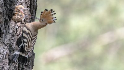 Großflächige Naturlandschaften in Brandenburg bieten Refugien für bedrohte Brutvogelarten