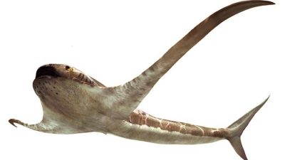 Forscher identifizieren „geflügelten Hai“ aus der Kreidezeit