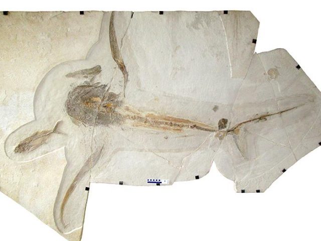 Fossil des "geflügelten Hai"