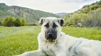 Hirtenhunde gehen in Sachsen auf Hundebesitzer und deren Tiere los