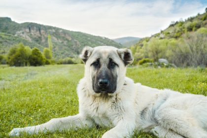 Hirtenhunde gehen in Sachsen auf Hundebesitzer und deren Tiere los