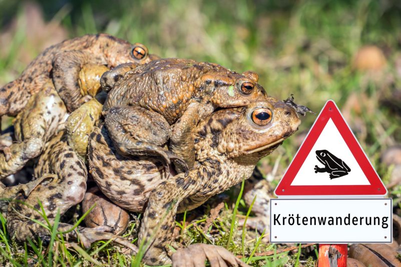 Kröten auf Wanderschaft
