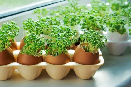 Vitamine von der Fensterbank: Sprossen, Microgreens und Weizensaft