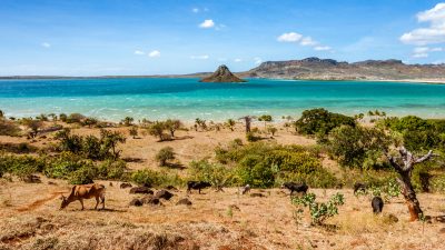 Madagaskar setzt im Kampf gegen Corona auf Naturheilmittel statt auf Impfungen
