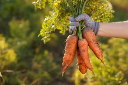 Gleiche Gemüsemenge bei weniger Betrieben – Rekord bei Kartoffelernte