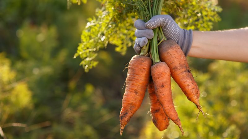 Gleiche Gemüsemenge bei weniger Betrieben – Rekord bei Kartoffelernte