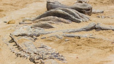Womöglich größter Dinosaurier-Fund Europas ausgegraben