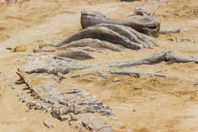 Dinosaurierfossil (Nachstellung)