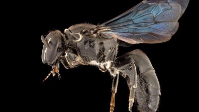 100 Jahre verschollene Bienenart in Australien entdeckt