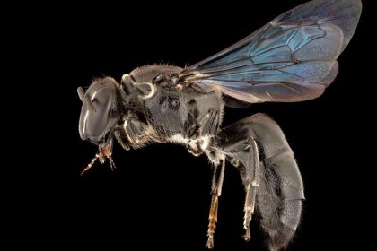 100 Jahre verschollene Bienenart in Australien entdeckt