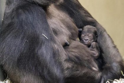 Berliner Gorillababy: Es ist ein Mädchen!