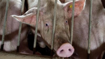 Afrikanische Schweinepest in mehreren Regionen Chinas ausgebrochen