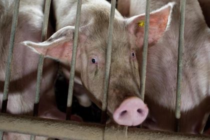 Klöckner: Tote Rinder und Schweine auf Tierschutzverstöße prüfen