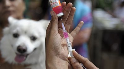 Tierärzte in Chile sollen Hunde-Vakzin gegen Corona an Menschen verimpft haben