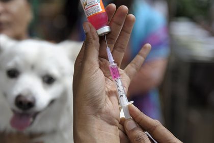 Tierärzte in Chile sollen Hunde-Vakzin gegen Corona an Menschen verimpft haben