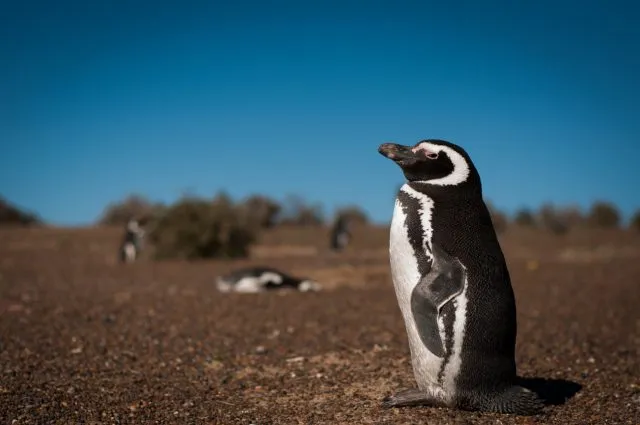 Magellan Pinguin