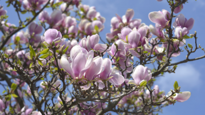 Der Tulpenbaum – Von Gustav Falke