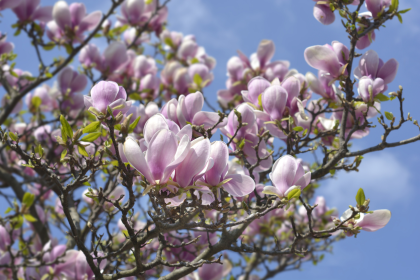 Der Tulpenbaum – Von Gustav Falke