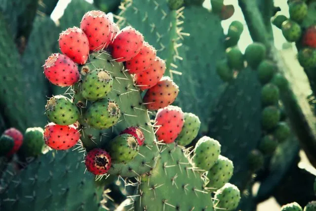 Heilpflanzen aus aller Welt: Opuntia