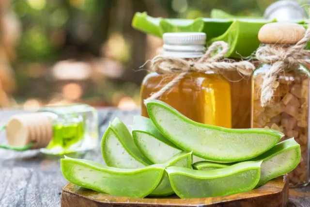 Heilpflanzen aus aller Welt: Aloe Vera