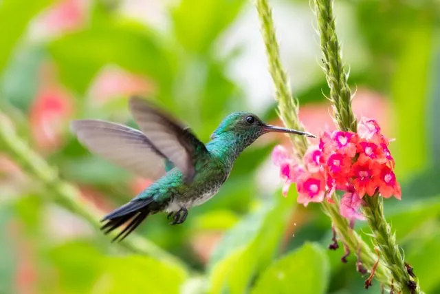 Heilpflanzen aus aller Welt: Bach-Blüten
