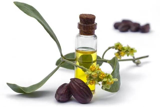 Heilpflanzen aus aller Welt: Jojoba