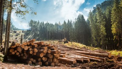 Forst-Verband ruft Waldbesitzer zum Sägestreik auf