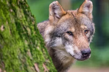 Das schwierige Verhältnis von Mensch und Wolf?