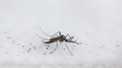Floridas „Jurassic Park Experiment“: 750 Millionen genmanipulierte Mücken sollen freigesetzt werden