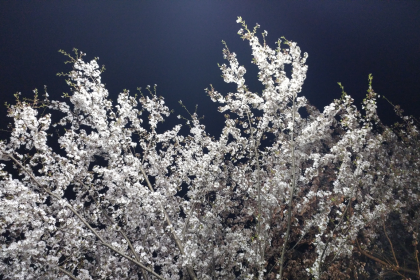 Kirschblüte bei der Nacht – Von Barthold Heinrich Brockes