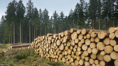 Ausverkauf nach China und USA: In Deutschland wird das Holz knapp und teuer