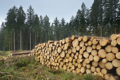 Ausverkauf nach China und USA: In Deutschland wird das Holz knapp und teuer
