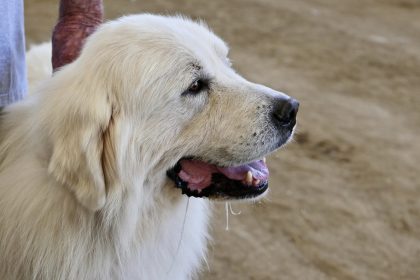 Corona-Spürhunde fanden im Test 97 Prozent der Infizierten