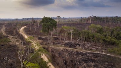 Brasiliens Umweltminister des illegalen Holzhandels verdächtigt