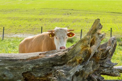 Tierischer Ausflug: Ausgebüxte Kühe halten Einsatzkräfte in Thüringen auf Trab