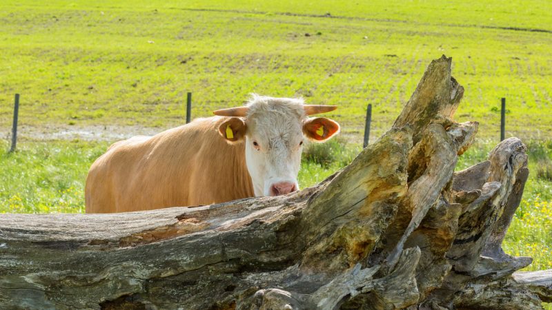 Tierischer Ausflug: Ausgebüxte Kühe halten Einsatzkräfte in Thüringen auf Trab