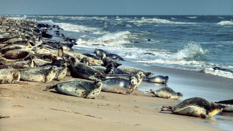 Rund 170 tote Robben am Kaspischen Meer in Russland entdeckt