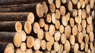 Der weltweite Kampf ums deutsche Holz