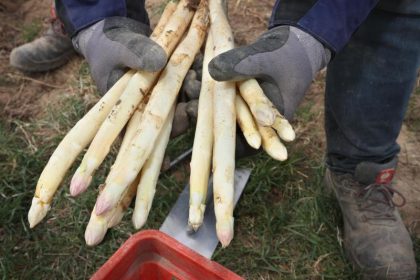 Wetter macht den Spargel rar und teuer – Langsames Wachstum sorgt für besseren Geschmack