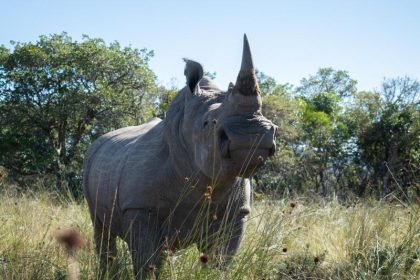 Radioaktive Abschreckung im Kampf gegen Nashorn-Wilderer