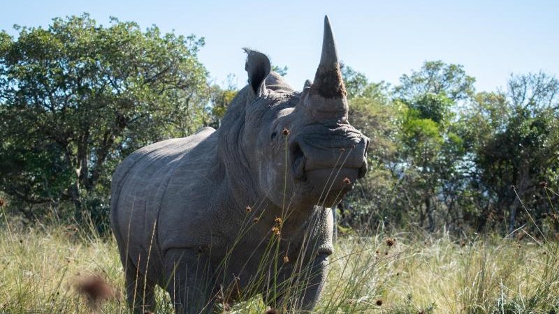 Radioaktive Abschreckung im Kampf gegen Nashorn-Wilderer