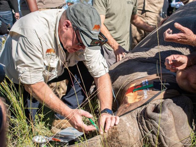 Leicht radioaktive Stoffe sollen das Nashorn-Horn wertlos machen – und dem Zoll helfen, gewilderte Ware zu aufzuspüren.