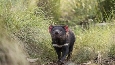 Australien feiert: Tasmanische Teufel vermehren sich