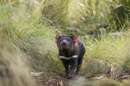Australien feiert: Tasmanische Teufel vermehren sich