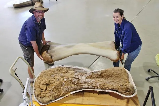 Oberschenkelknochen des Australotitan cooperensis