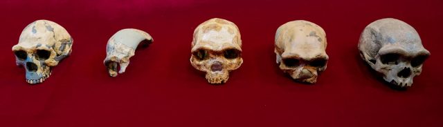 Funde neuer menschlicher Vorfahren: der "Drachenmann" aus Harbin