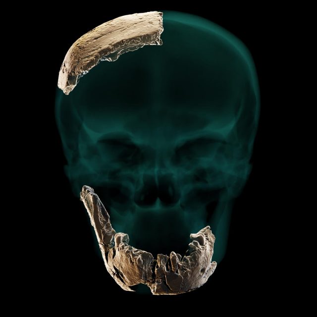 Funde neuer menschlicher Vorfahren: der "Nesher Ramla-Homo"