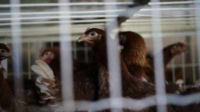 EU-Kommission will Käfighaltung von Nutztieren beenden